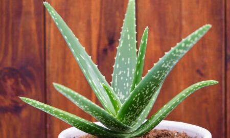 aloe-vera-almanac.com.v1