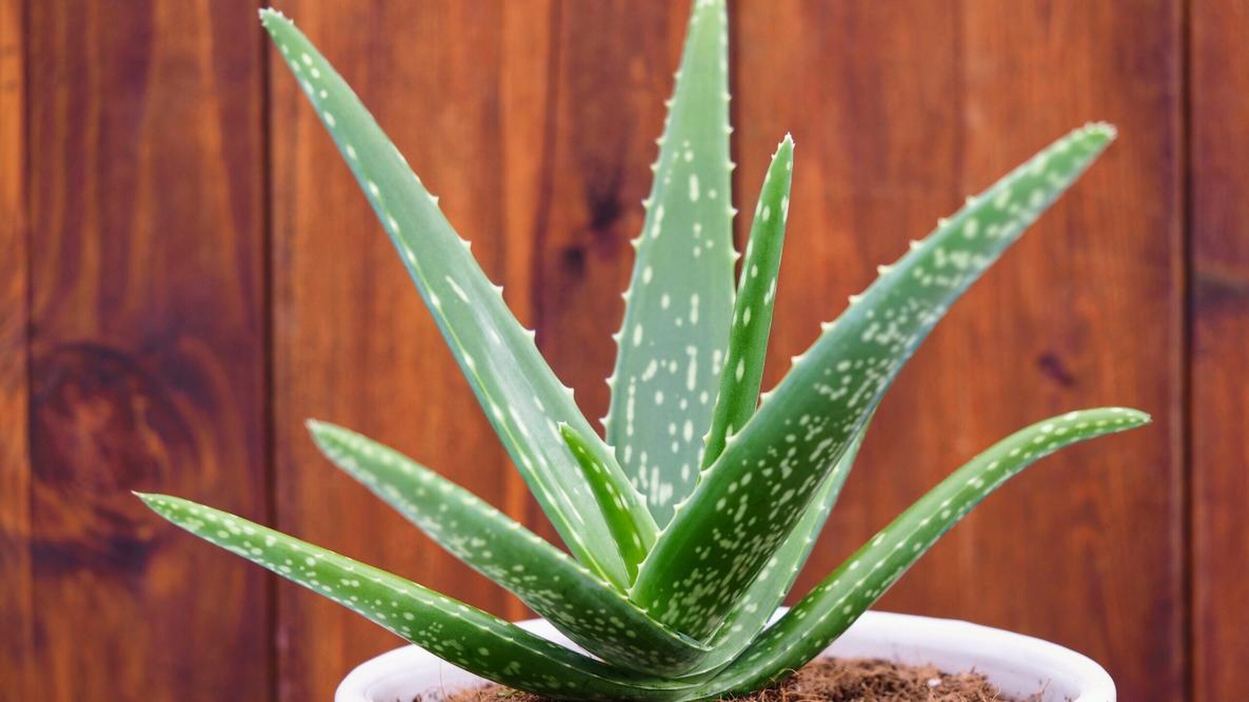 aloe-vera-almanac.com.v1