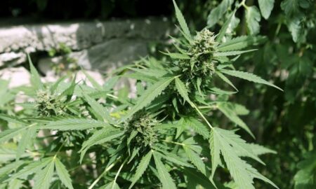 Plantatie Cannabis