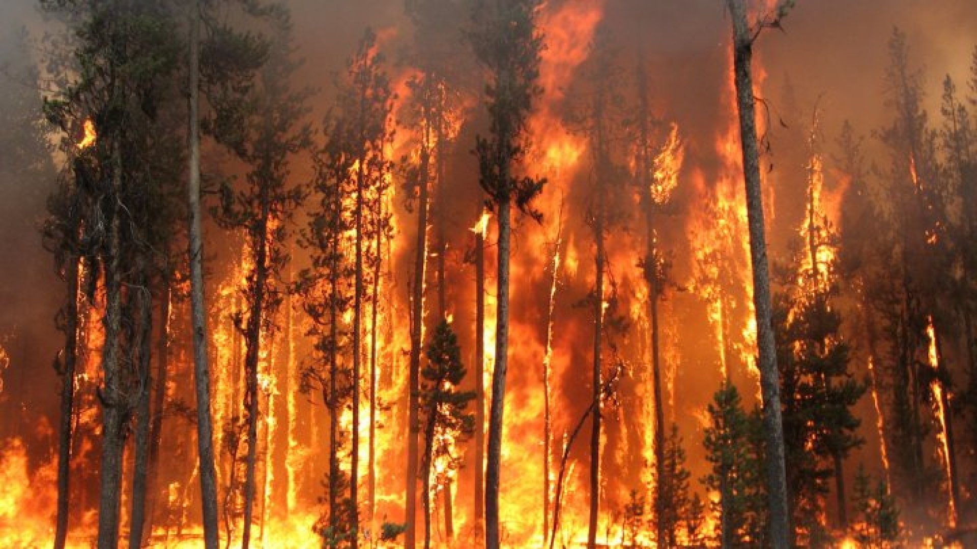 Stare de urgență: Incendii devastatoare în Hawaii