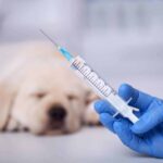 vaccin câine (sursă foto: wellnessvet.com.hk)