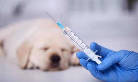 vaccin câine (sursă foto: wellnessvet.com.hk)