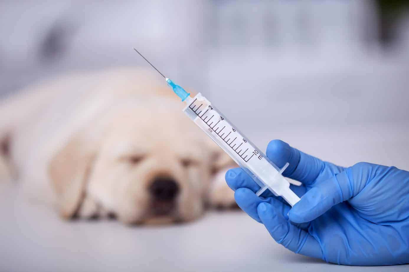 vaccin câine (sursă foto: wellnessvet.com.hk)