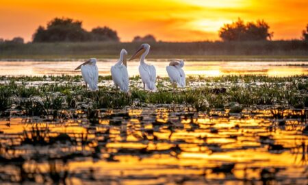 Delta Dunării, peisaj impresionant. Prețuri cu 50% mai mici la pachetele turistice