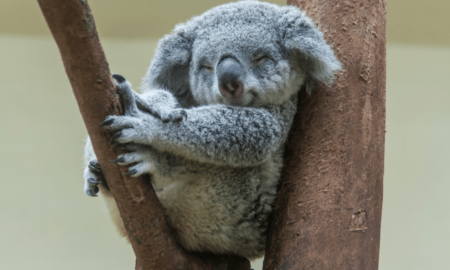 Măsuri pentru salvarea urșilor koala. Specie pe cale de dispariție în Australia