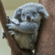 Măsuri pentru salvarea urșilor koala. Specie pe cale de dispariție în Australia