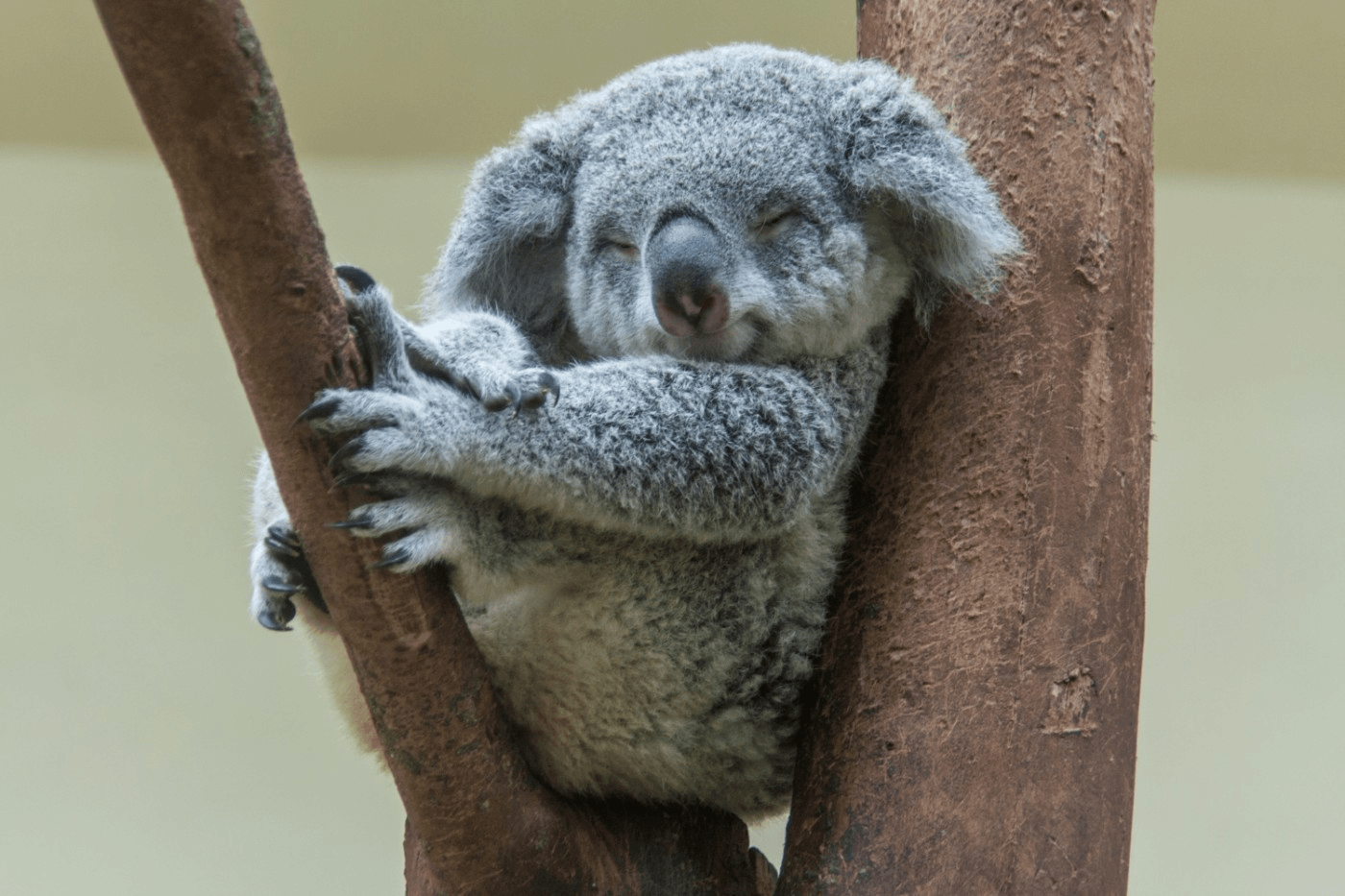 Măsuri pentru salvarea urșilor koala. Specie pe cale de dispariție în Australia
